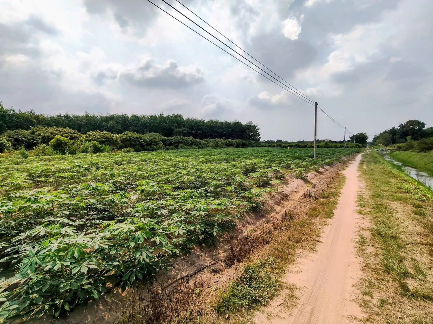 Bán đất Truòng Đông Phường Long Hoa, Tây Ninh giá 350 Triệu