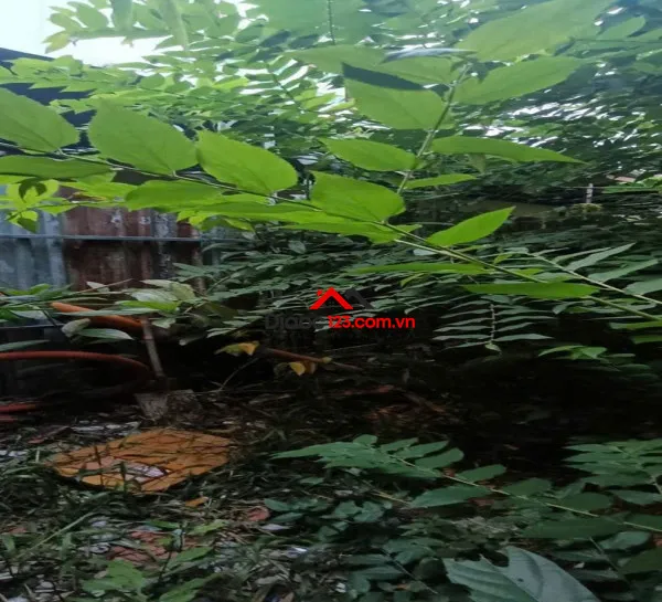 Ban đất hxh đường bạch đằng, phường tân sơn hòa, tphcm, 176m2, ngang gần 5m.